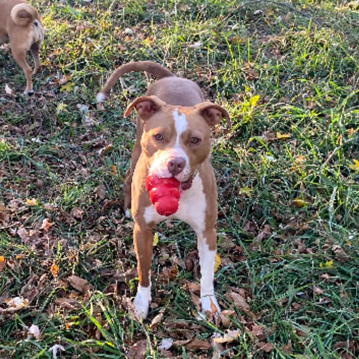Enlarge Misksa, a Adoptable Terrier in Flintstone, MD image 1/1