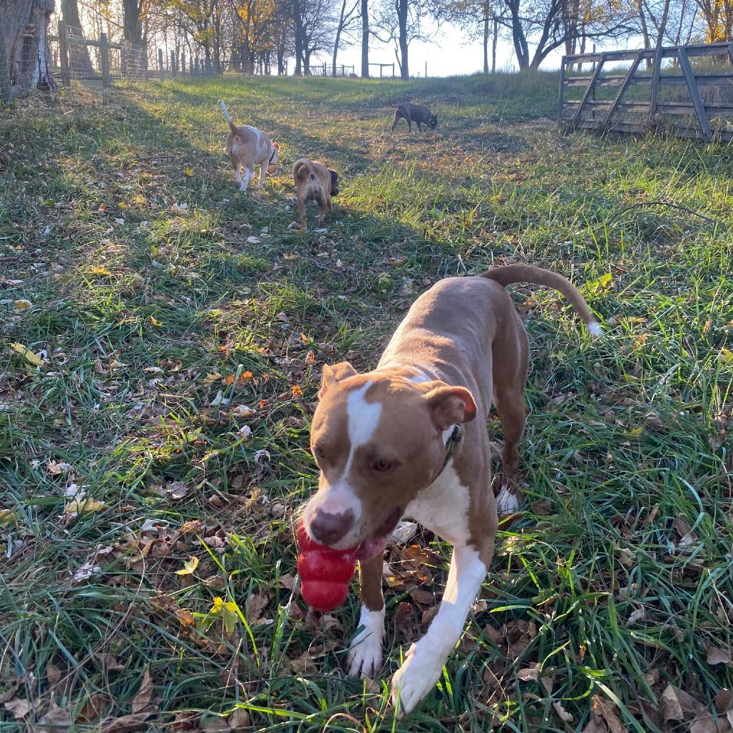 Mikasa, a Adoptable Terrier in Flintstone, MD image 5/6