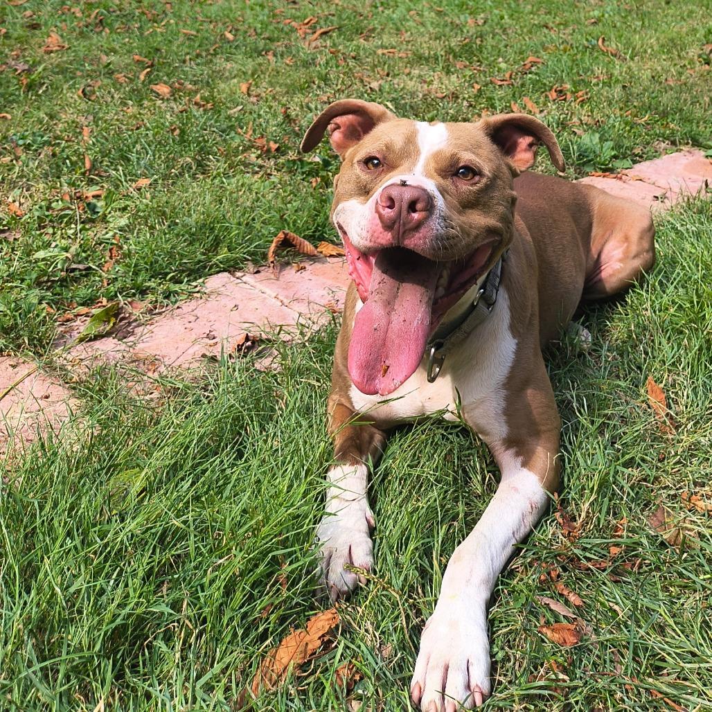 Enlarge Mikasa, a Adoptable Terrier in Flintstone, MD image 6/6