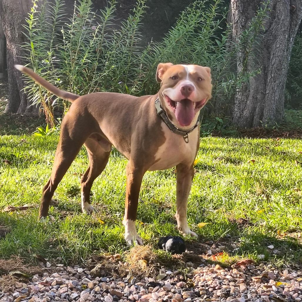 Mikasa, a Adoptable Terrier in Flintstone, MD image 6/6