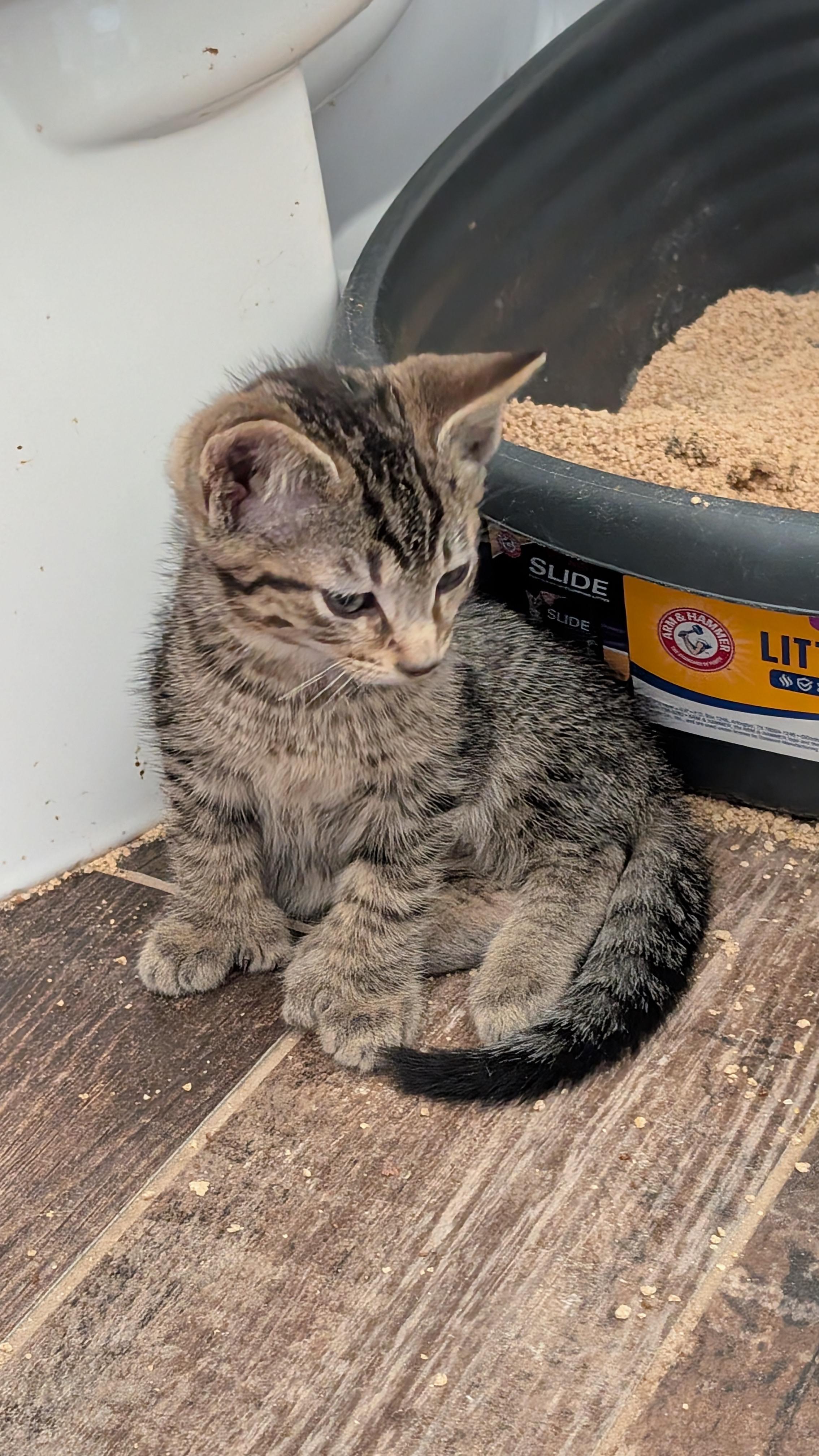 Enlarge Schroeder, a ADOPTABLE Domestic Short Hair in Morgantown, WV image 1/3