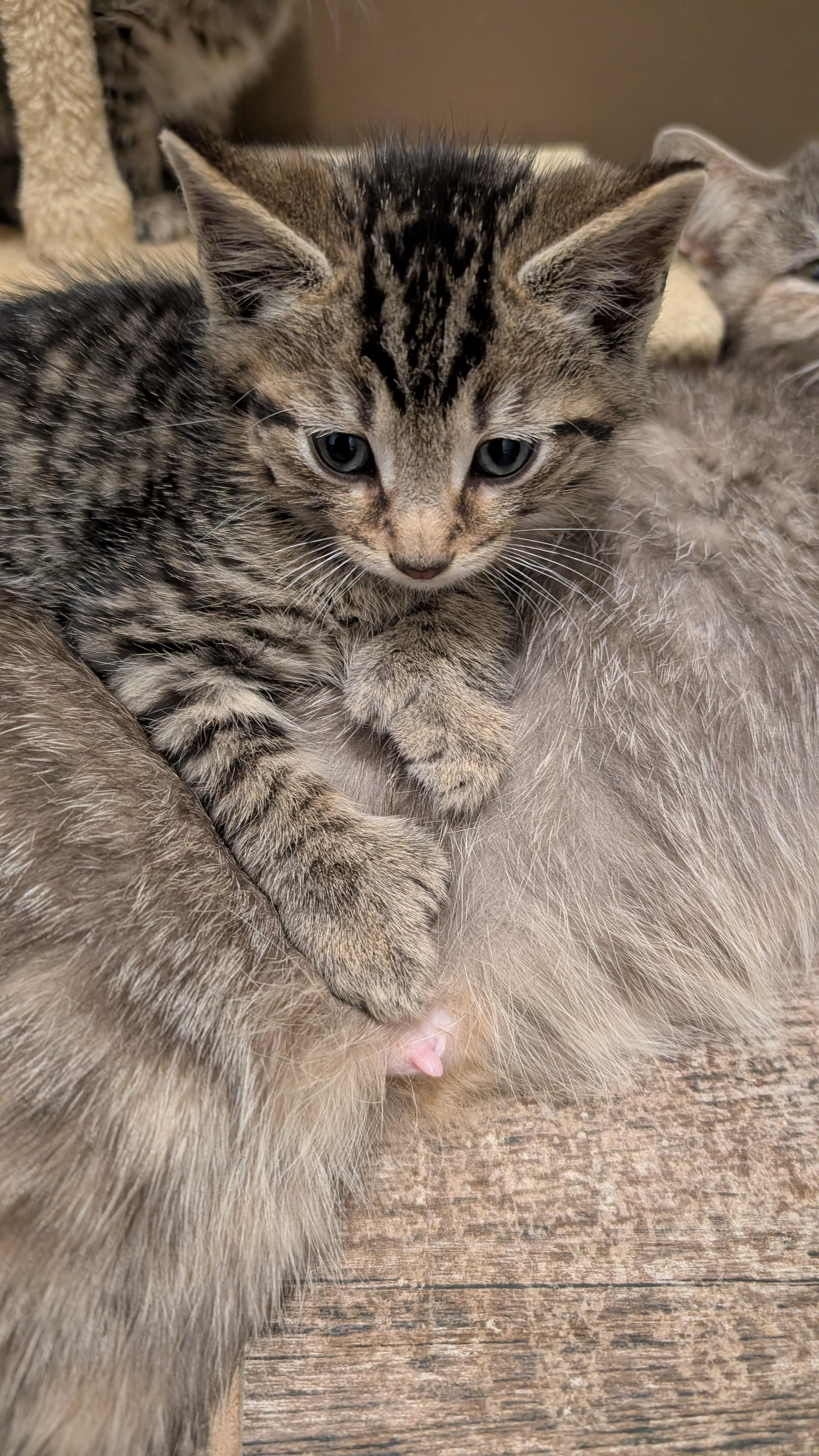 Enlarge Schroeder, a ADOPTABLE Domestic Short Hair in Morgantown, WV image 3/3