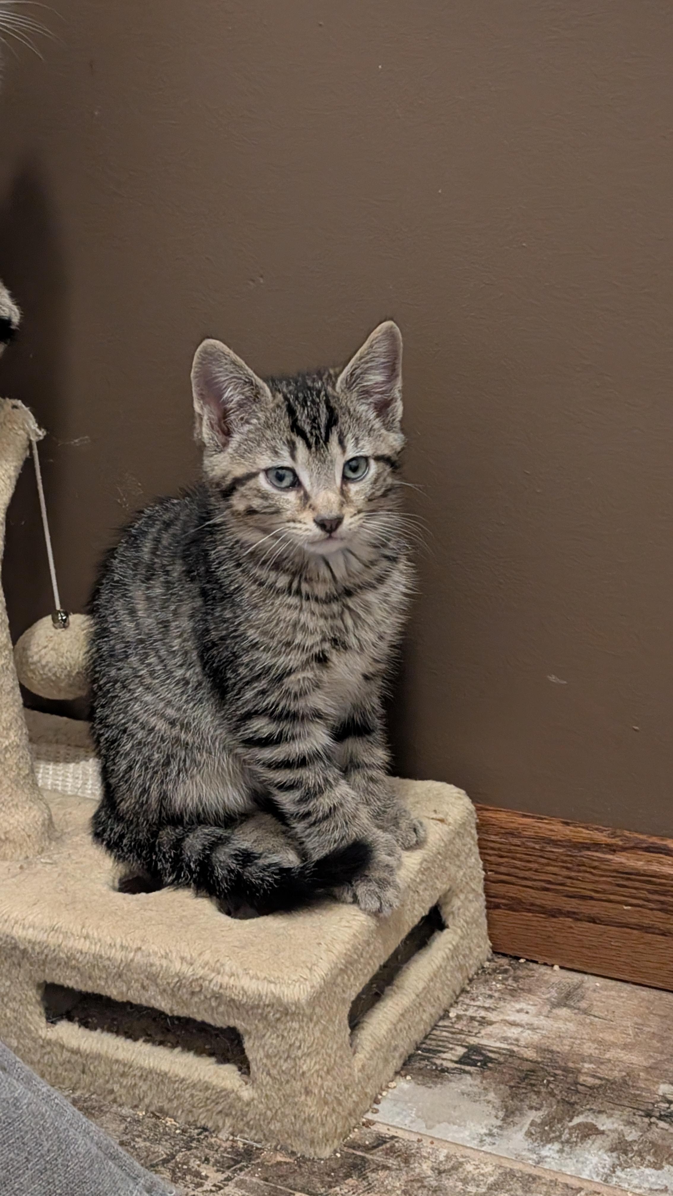 Enlarge Schroeder, a ADOPTABLE Domestic Short Hair in Morgantown, WV image 2/3