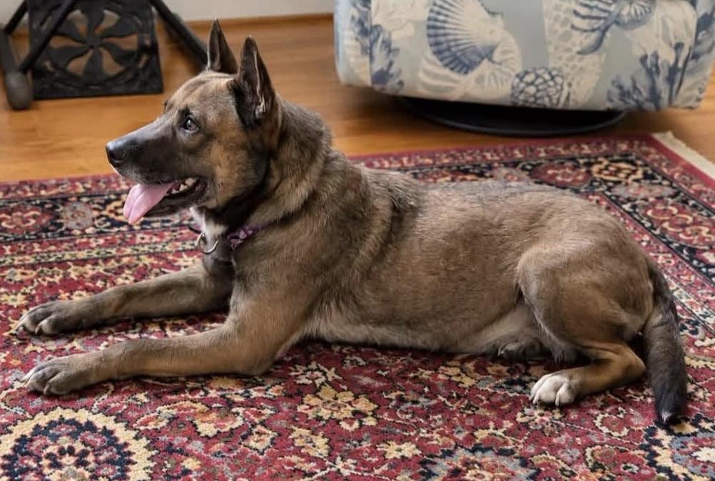 Enlarge Lou Lou, a Adoptable mixed breed in Nags Head , NC image 1/6