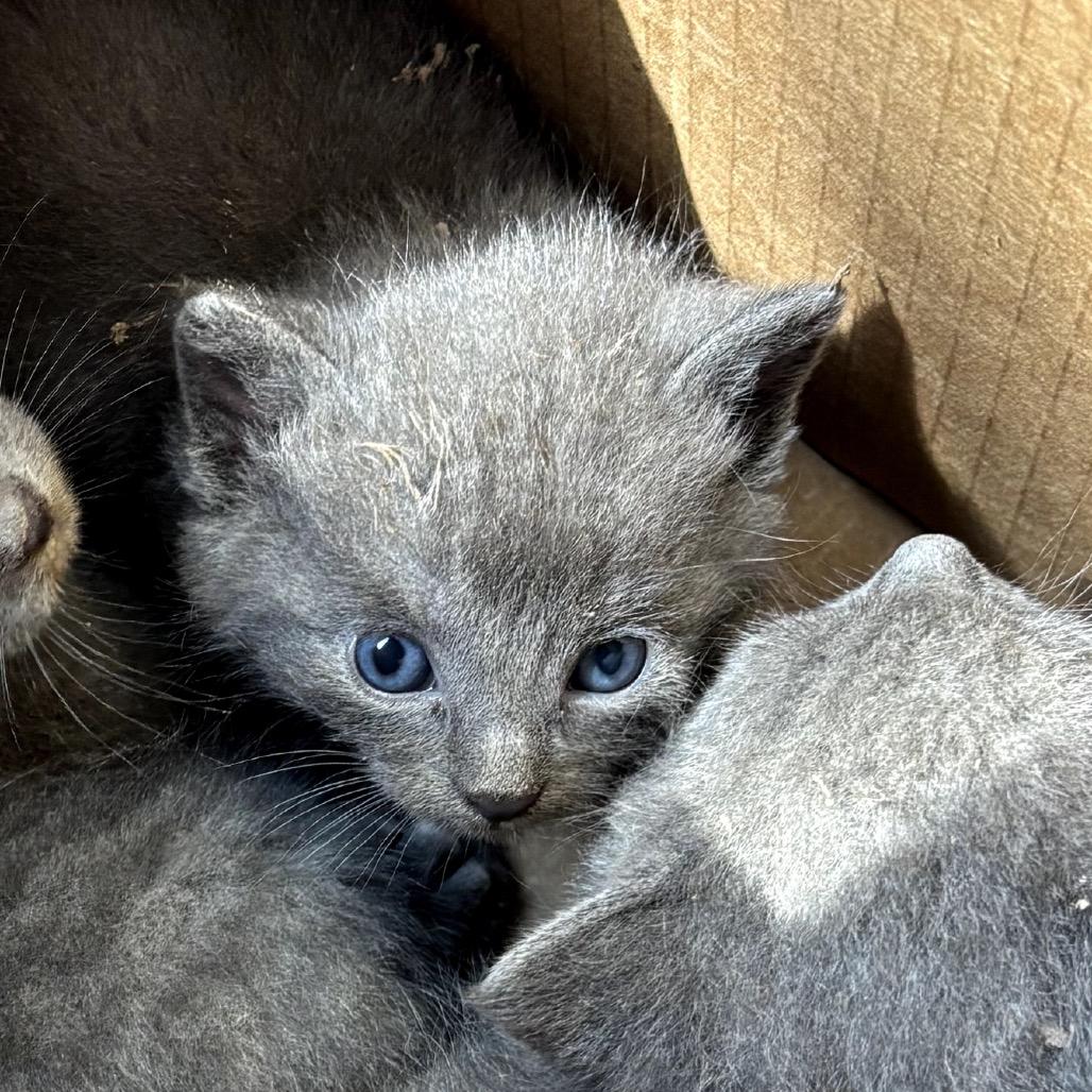 Saturn, Adoptable, Kitten Male Domestic Short Hair.