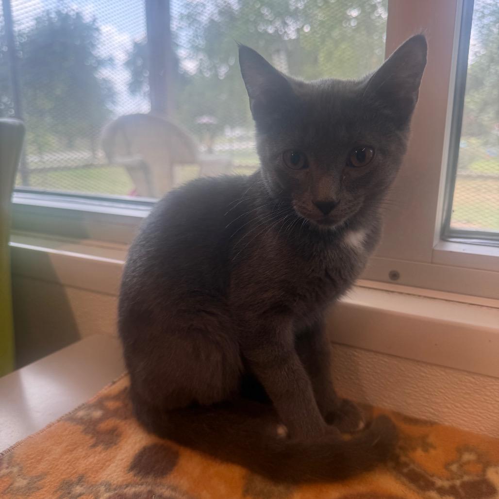 Saturn, a Adoptable Domestic Short Hair in Garfield, AR image 2/2