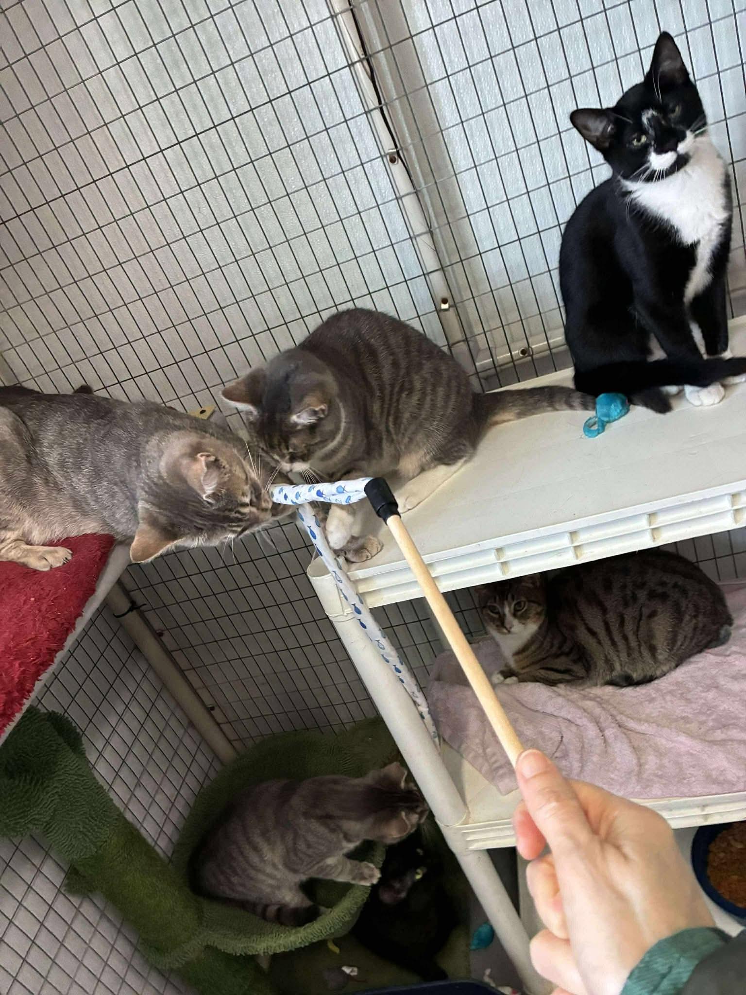 Enlarge Outlaws - Miranda (boisterous, playful), a Adoptable Domestic Short Hair in Lake Hopatcong, NJ image 3/5