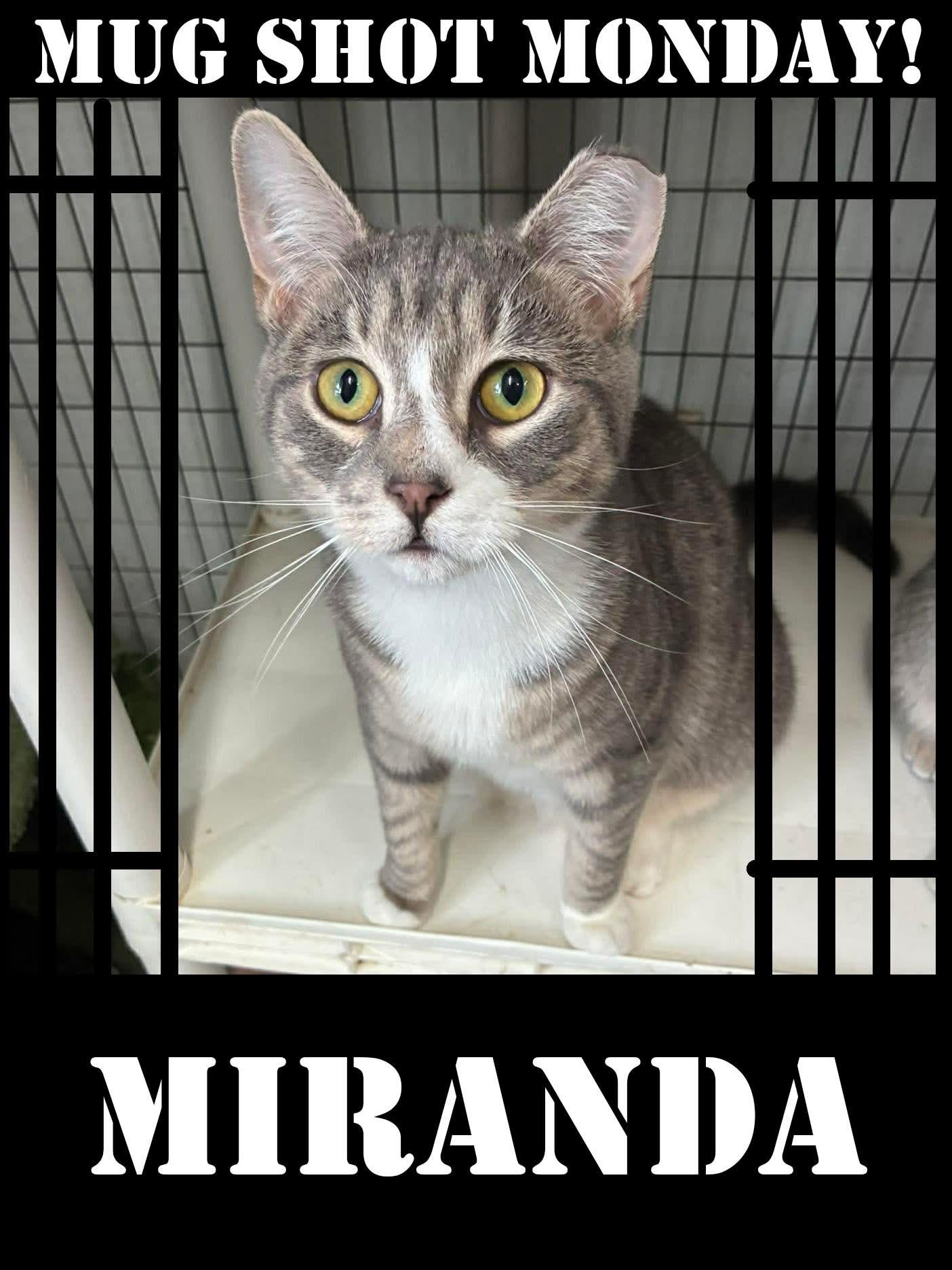 Enlarge Outlaws - Miranda (boisterous, playful), a Adoptable Domestic Short Hair in Lake Hopatcong, NJ image 5/5