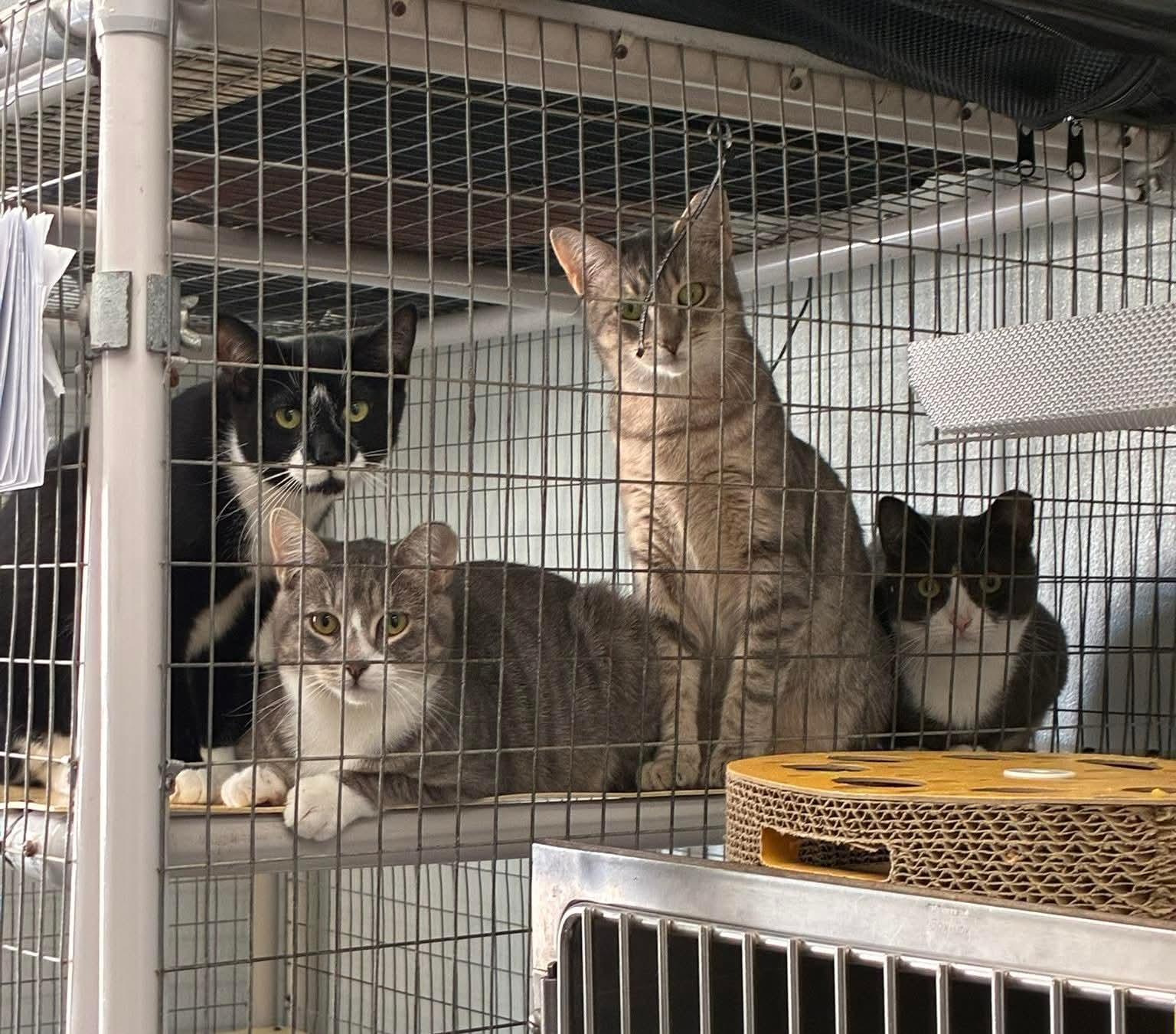 Enlarge Outlaws - Miranda (boisterous, playful), a Adoptable Domestic Short Hair in Lake Hopatcong, NJ image 4/5