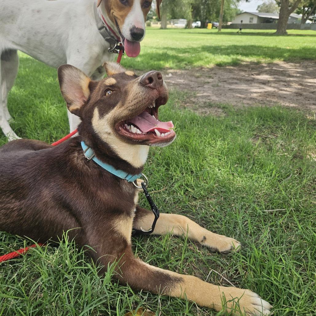 Enlarge Jabarkus, a Adoptable mixed breed in Odessa, TX image 1/3