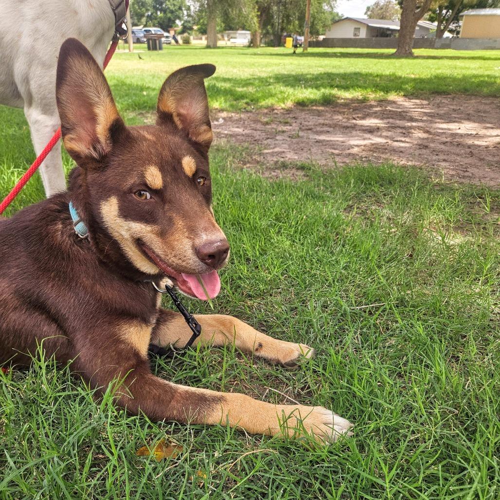 Enlarge Jabarkus, a Adoptable mixed breed in Odessa, TX image 2/3