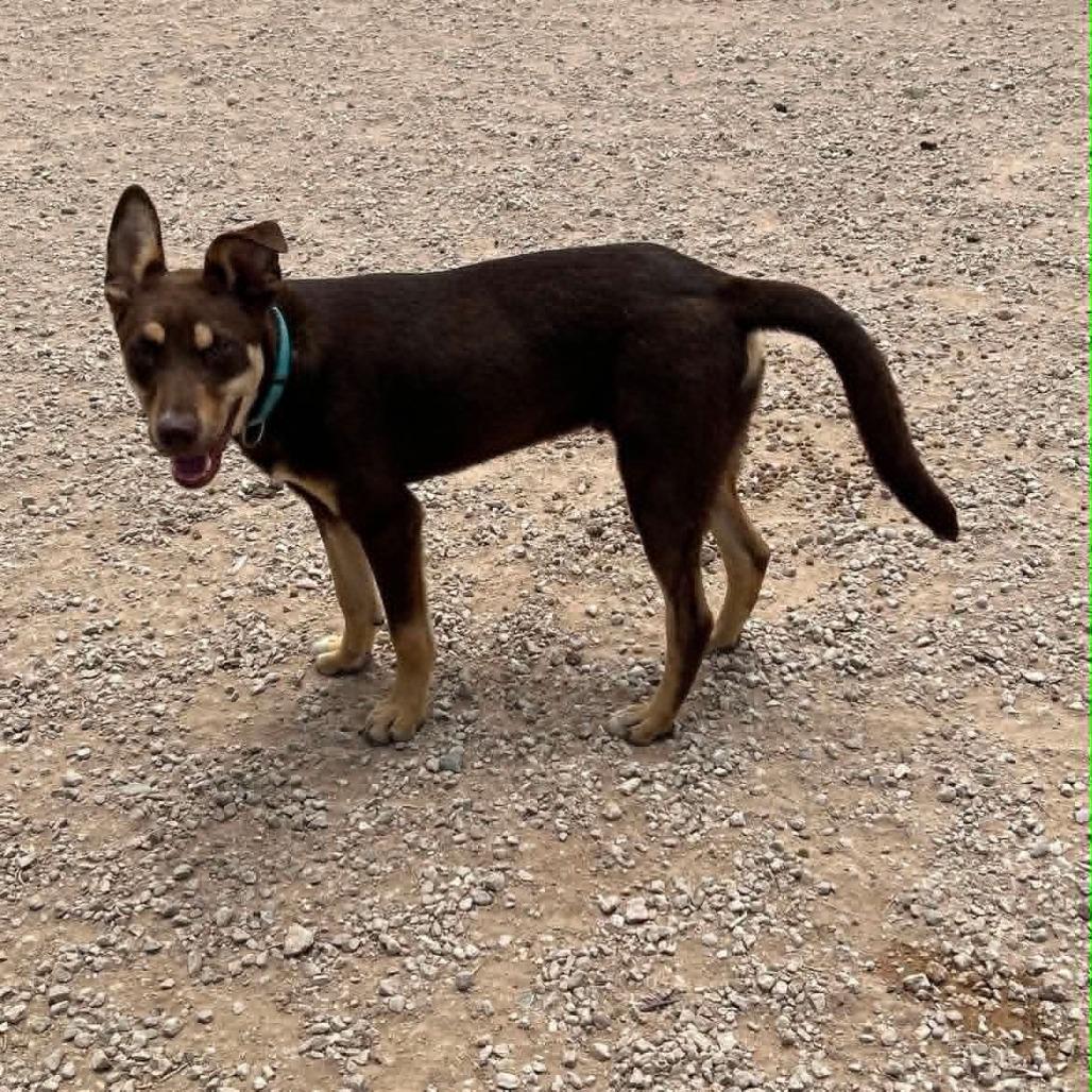 Enlarge Jabarkus, a Adoptable mixed breed in Odessa, TX image 3/3
