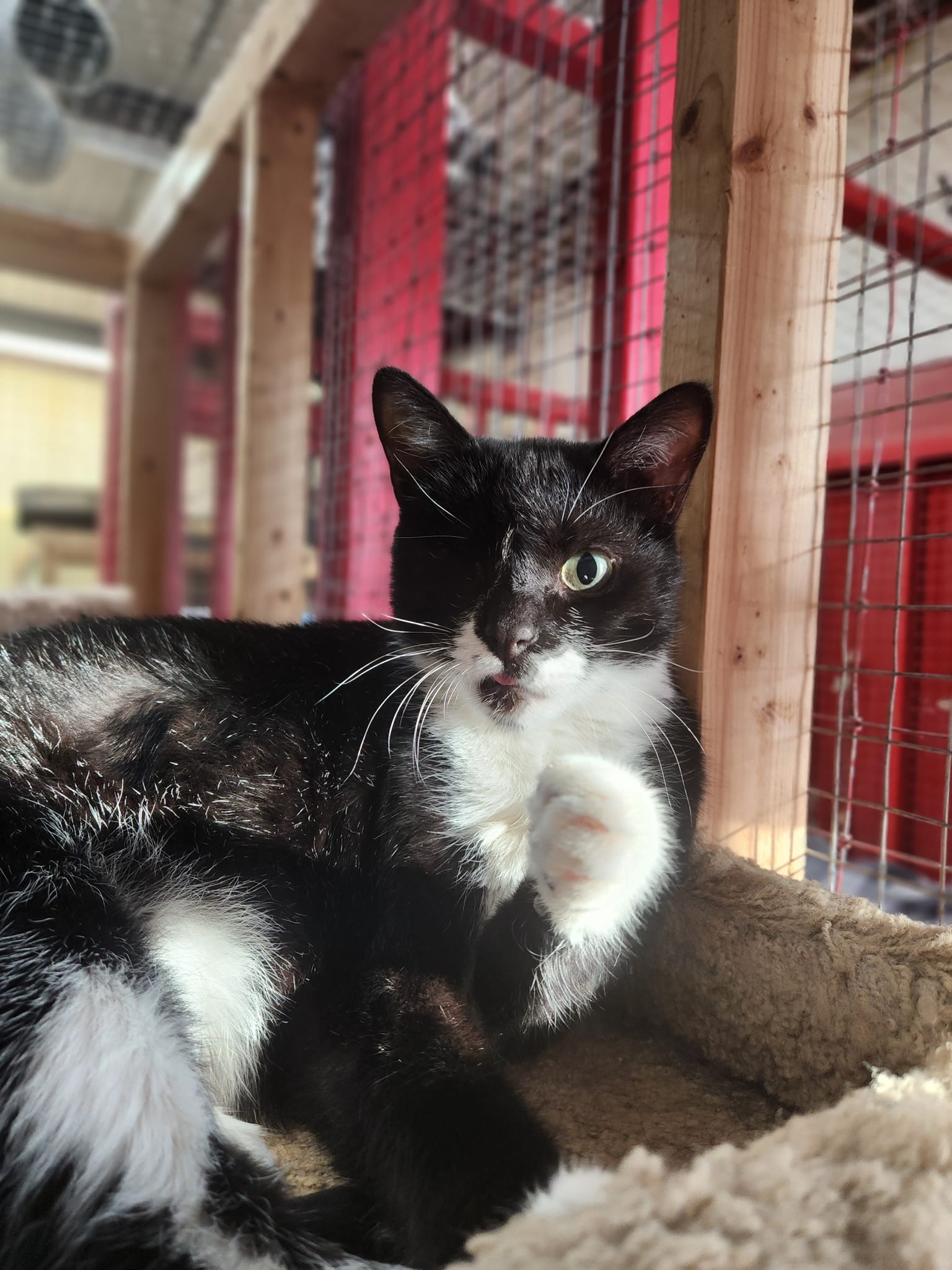 Winx, a Adoptable Tuxedo in Centerville, GA image 2/4