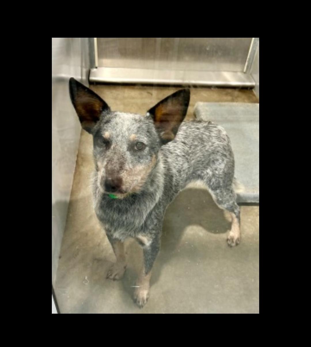 Rip, Adopted, Adult Male Australian Shepherd.