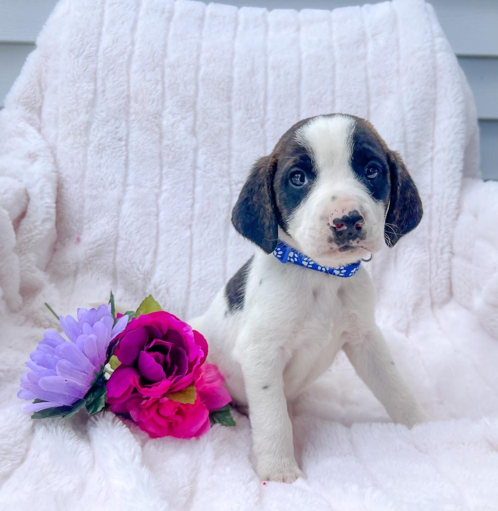 Enlarge William, a Adoptable mixed breed in Murray, KY image 1/2