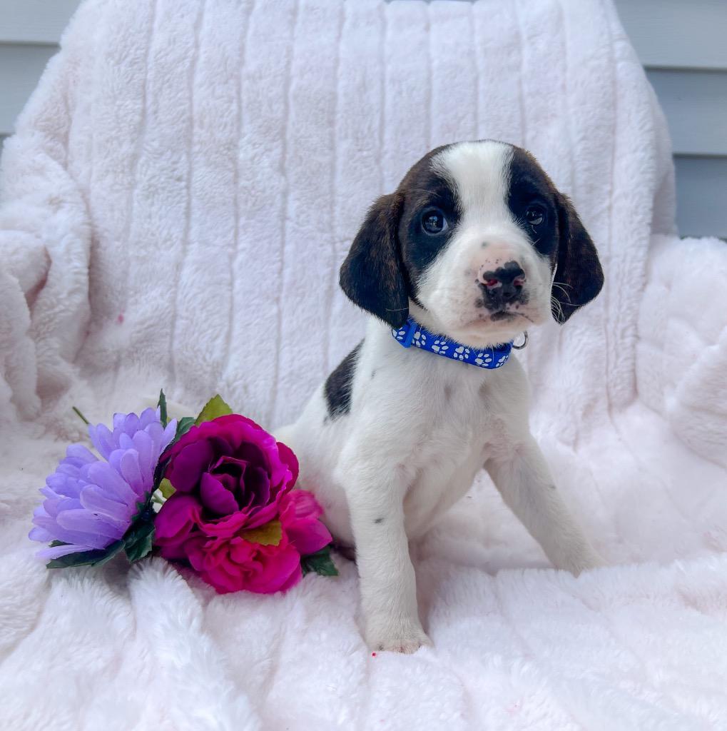 Enlarge William, a Adoptable mixed breed in Murray, KY image 2/2