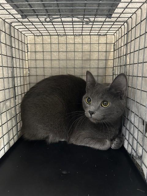 Enlarge XENA, a Adoptable Domestic Short Hair in Fort Myers, FL image 1/1