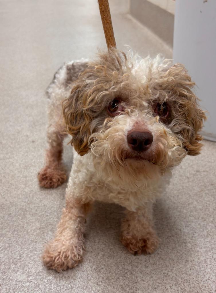 Albus, Adoptable, Adult Male Poodle.
