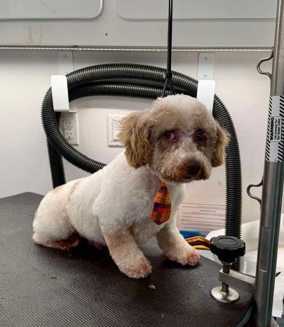 Albus, a Adoptable Poodle in Madison, GA image 2/4