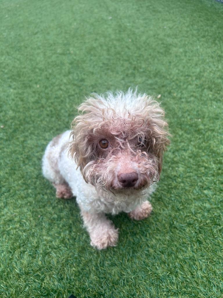 Albus, a Adoptable Poodle in Madison, GA image 3/4