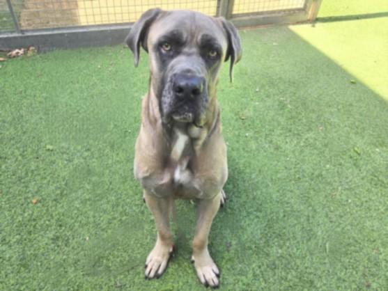 MOUSE, Adoptable, Adult Male Mastiff & Great Dane.