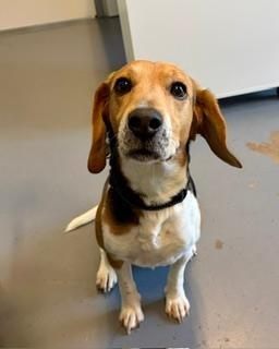 Enlarge Cooper, a ADOPTABLE Beagle in Winter Haven, FL image 1/2