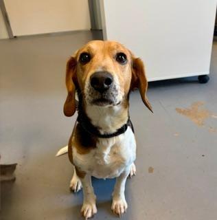 Enlarge Cooper, a ADOPTABLE Beagle in Winter Haven, FL image 2/2