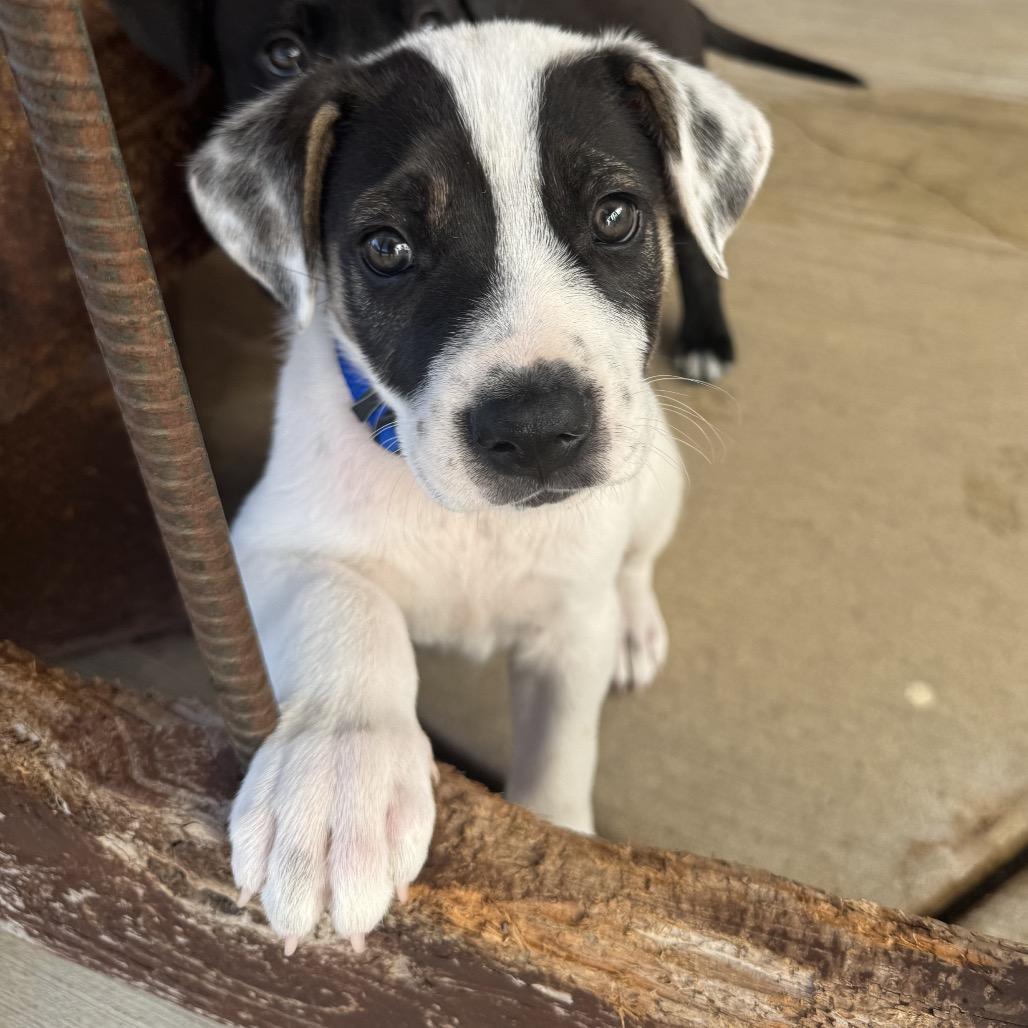 Enlarge Stacks, a Adoptable mixed breed in Sacramento, CA image 1/4