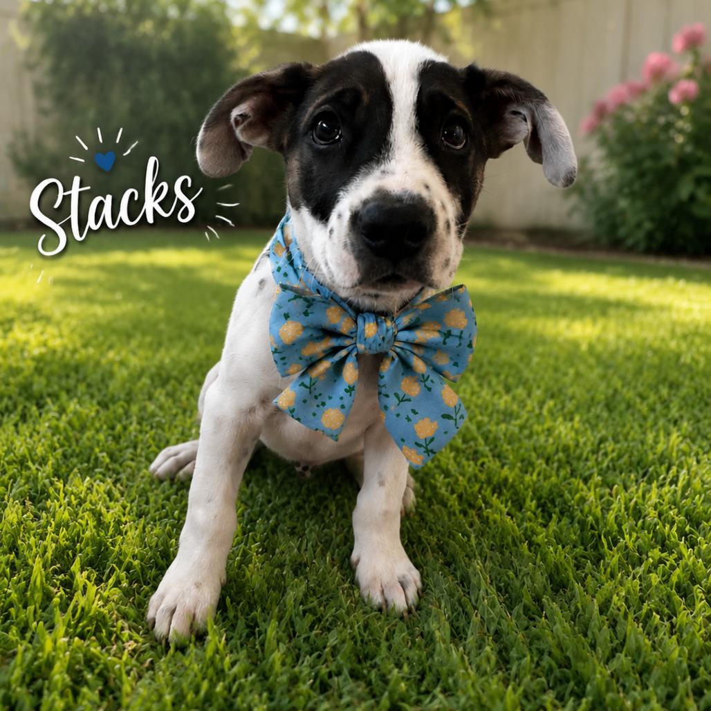 Enlarge Stacks, a Adoptable mixed breed in Sacramento, CA image 3/4