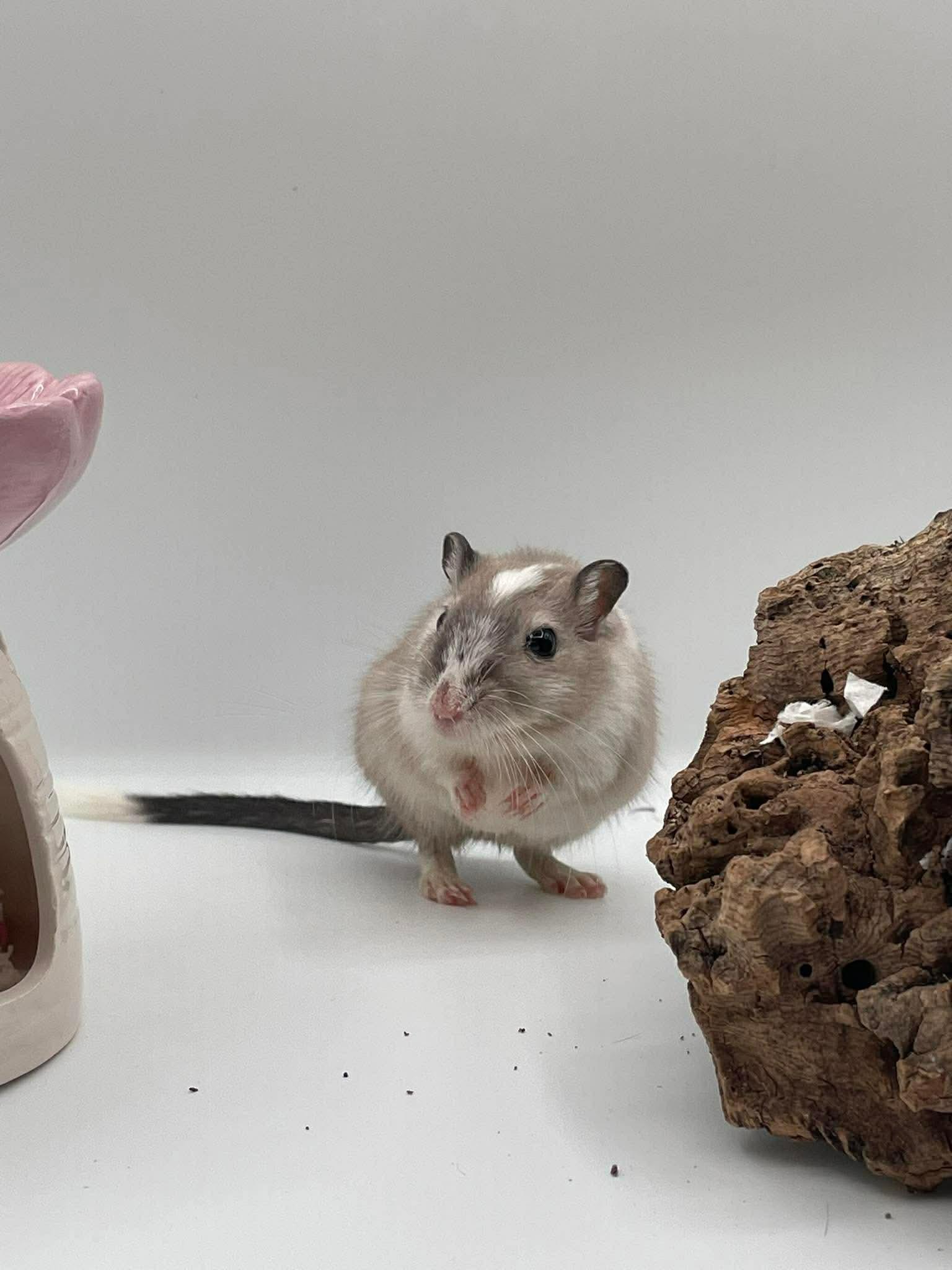 Enlarge Jade, a ADOPTABLE Gerbil in Springfield, OR image 2/4
