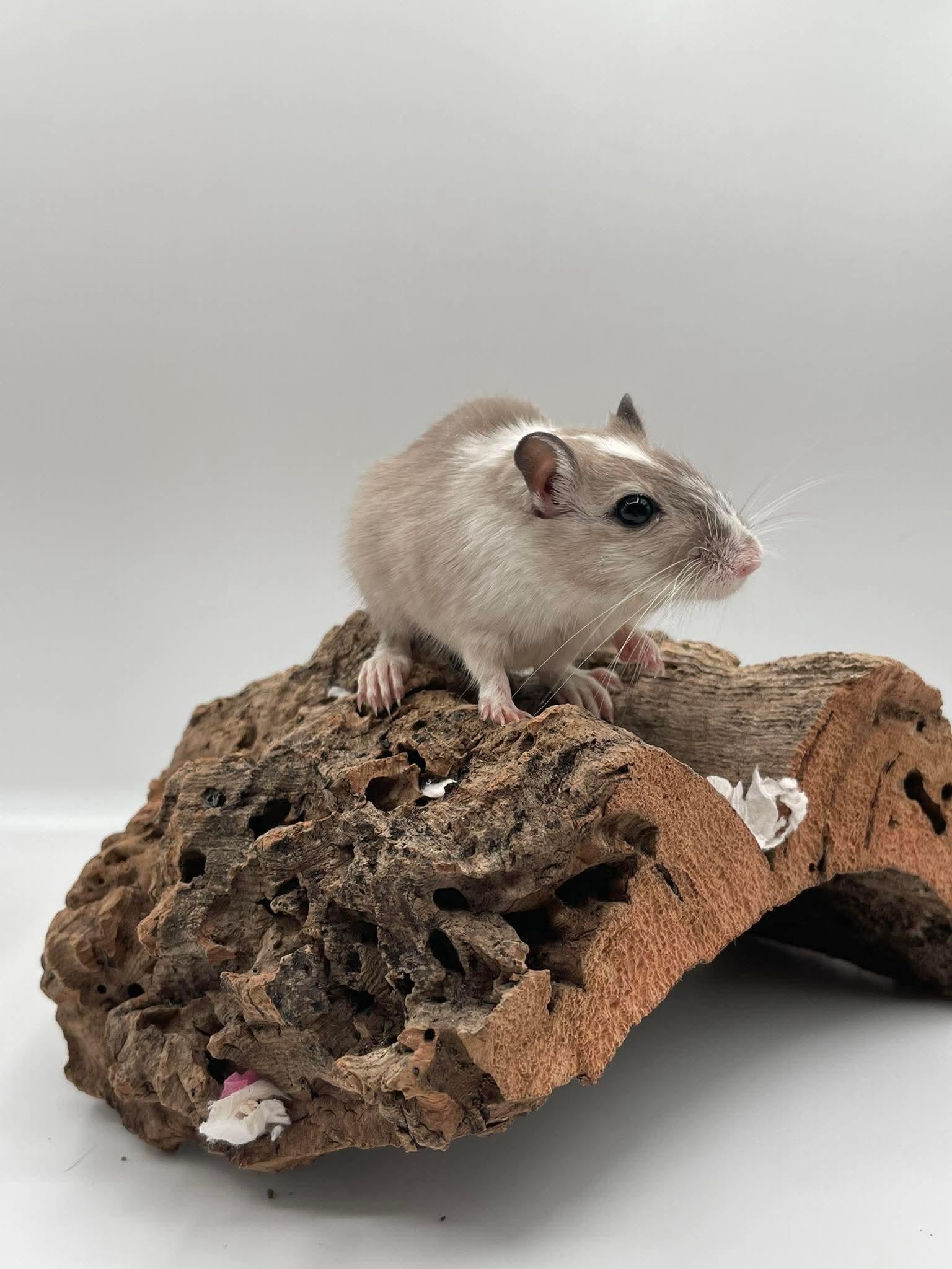 Jade, ADOPTABLE, Young Female Gerbil.