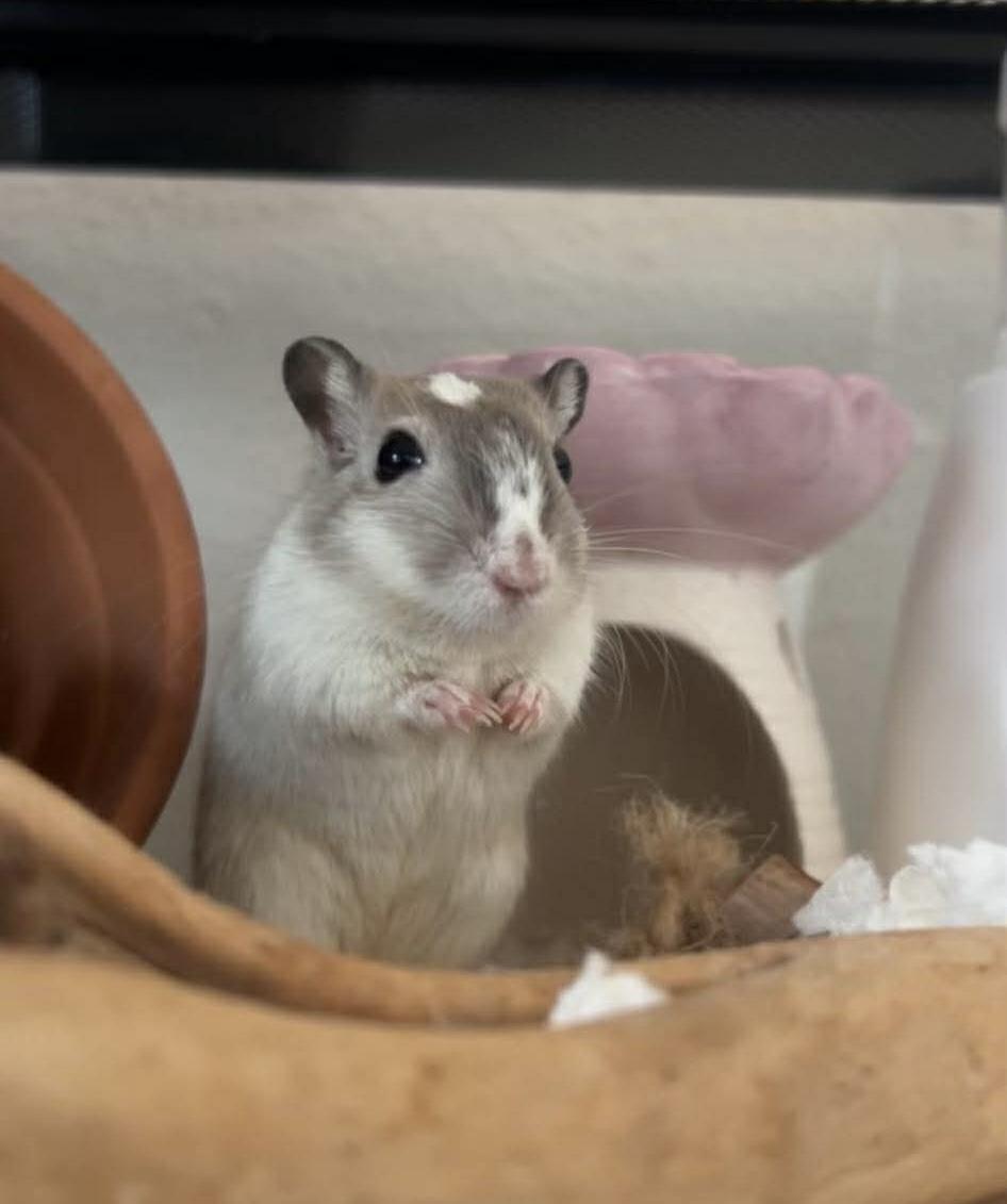 Enlarge Jade, a ADOPTABLE Gerbil in Springfield, OR image 4/4