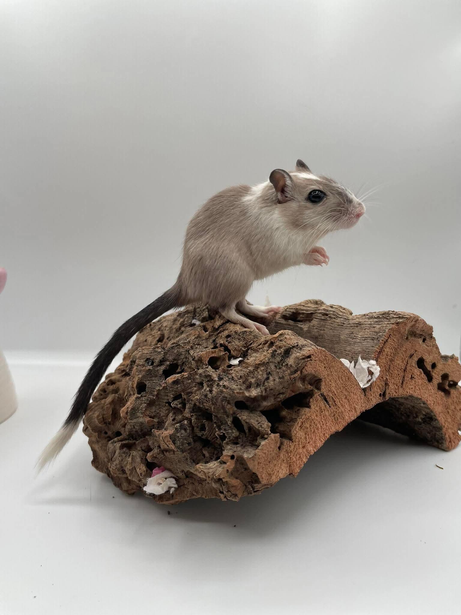 Enlarge Jade, a ADOPTABLE Gerbil in Springfield, OR image 3/4