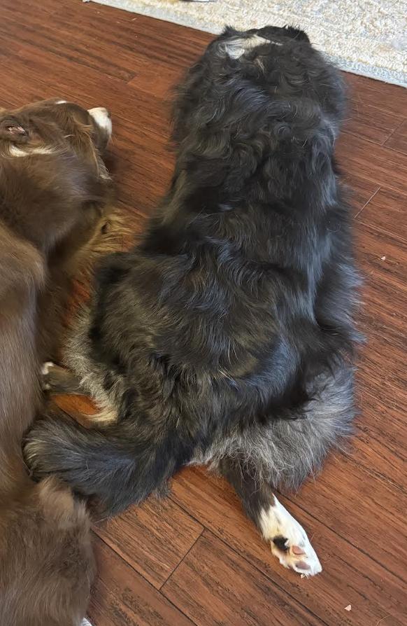 0995 Oreo, Adoptable, Adult Male Australian Shepherd.