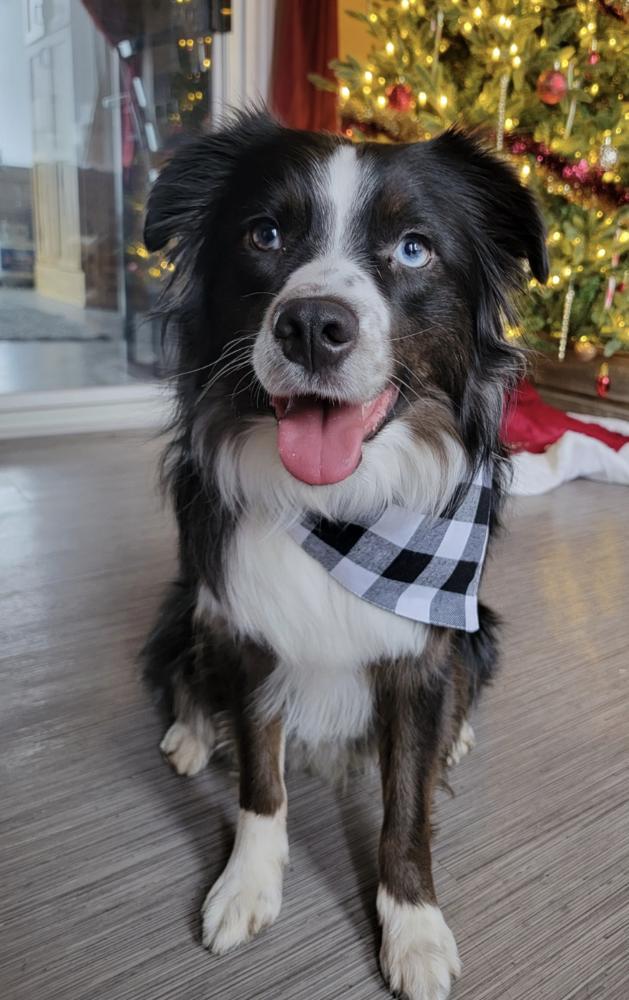 Enlarge 0995 Oreo, a Adoptable Australian Shepherd in Ringwood, IL image 2/6