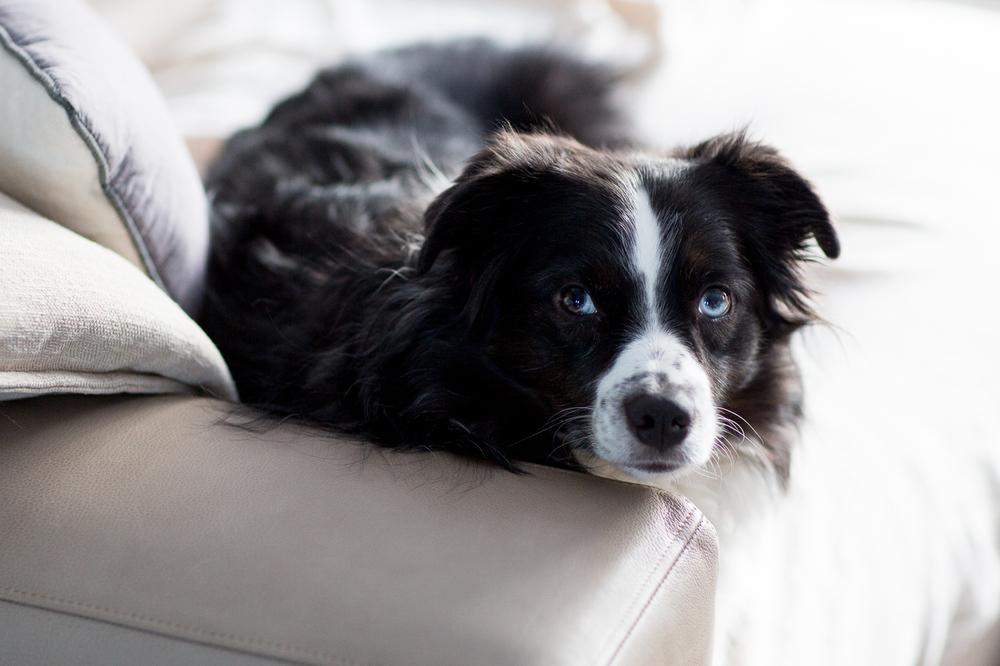 Enlarge 0995 Oreo, a Adoptable Australian Shepherd in Ringwood, IL image 3/6