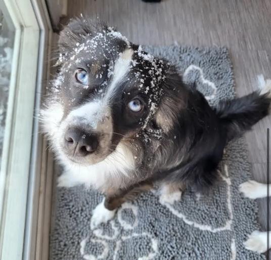Enlarge 0995 Oreo, a Adoptable Australian Shepherd in Ringwood, IL image 4/6