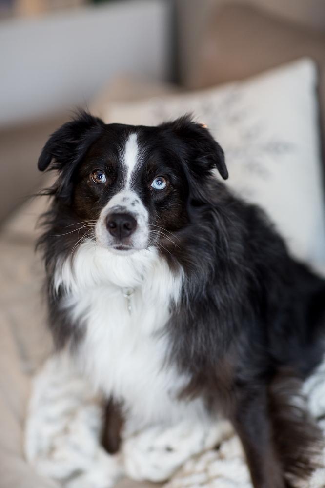 Enlarge 0995 Oreo, a Adoptable Australian Shepherd in Ringwood, IL image 5/6