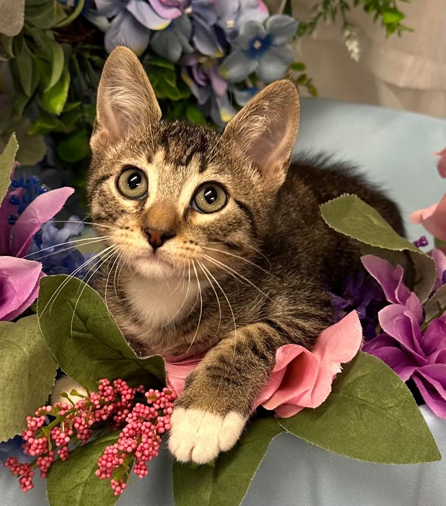 Enlarge 5/23/25 - Jaidyn, a Adoptable mixed breed in Stillwater, OK image 1/1