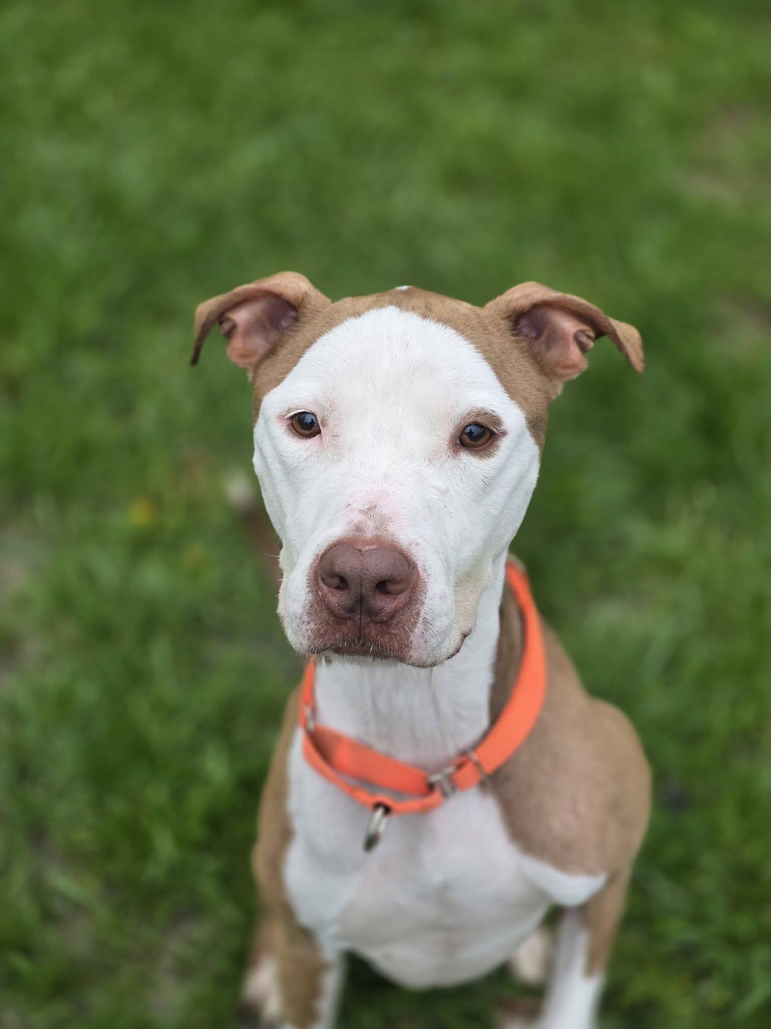 Enlarge Otto, a ADOPTABLE Terrier in Whitestown, IN image 1/1