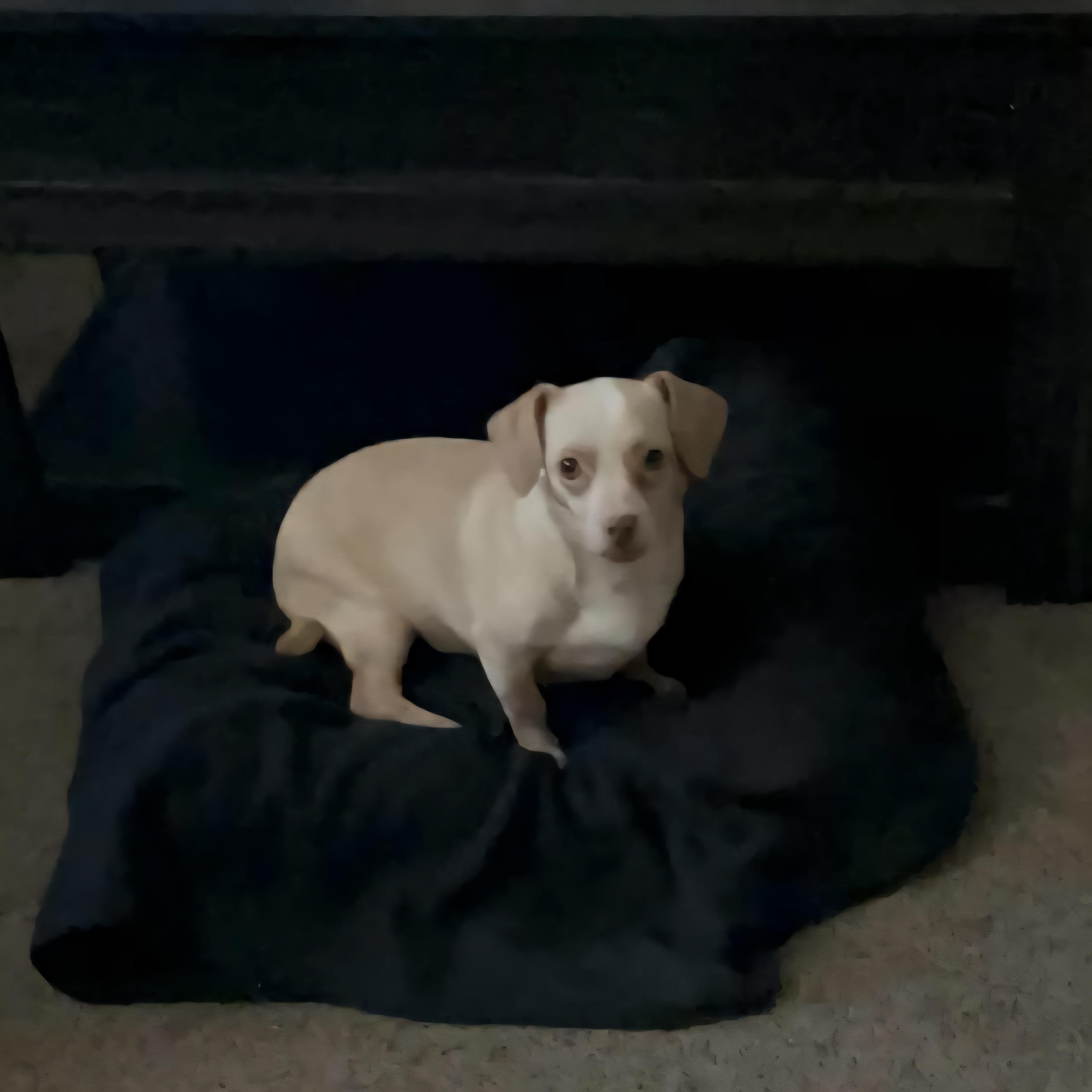 Enlarge Hermey, an adoptable mixed breed in Chubbuck, ID image 1/6