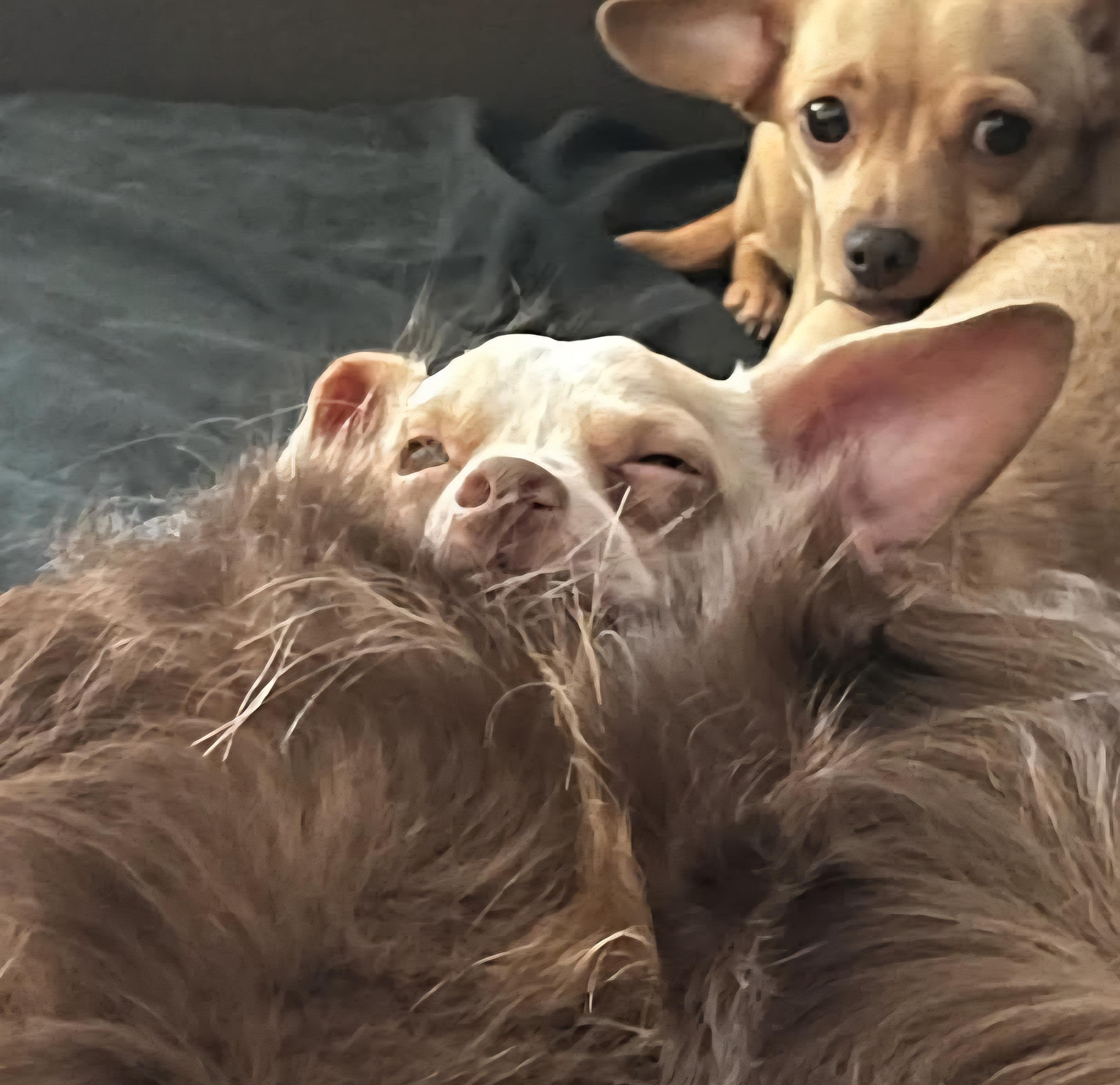 Enlarge Hermey, an adoptable mixed breed in Chubbuck, ID image 2/6