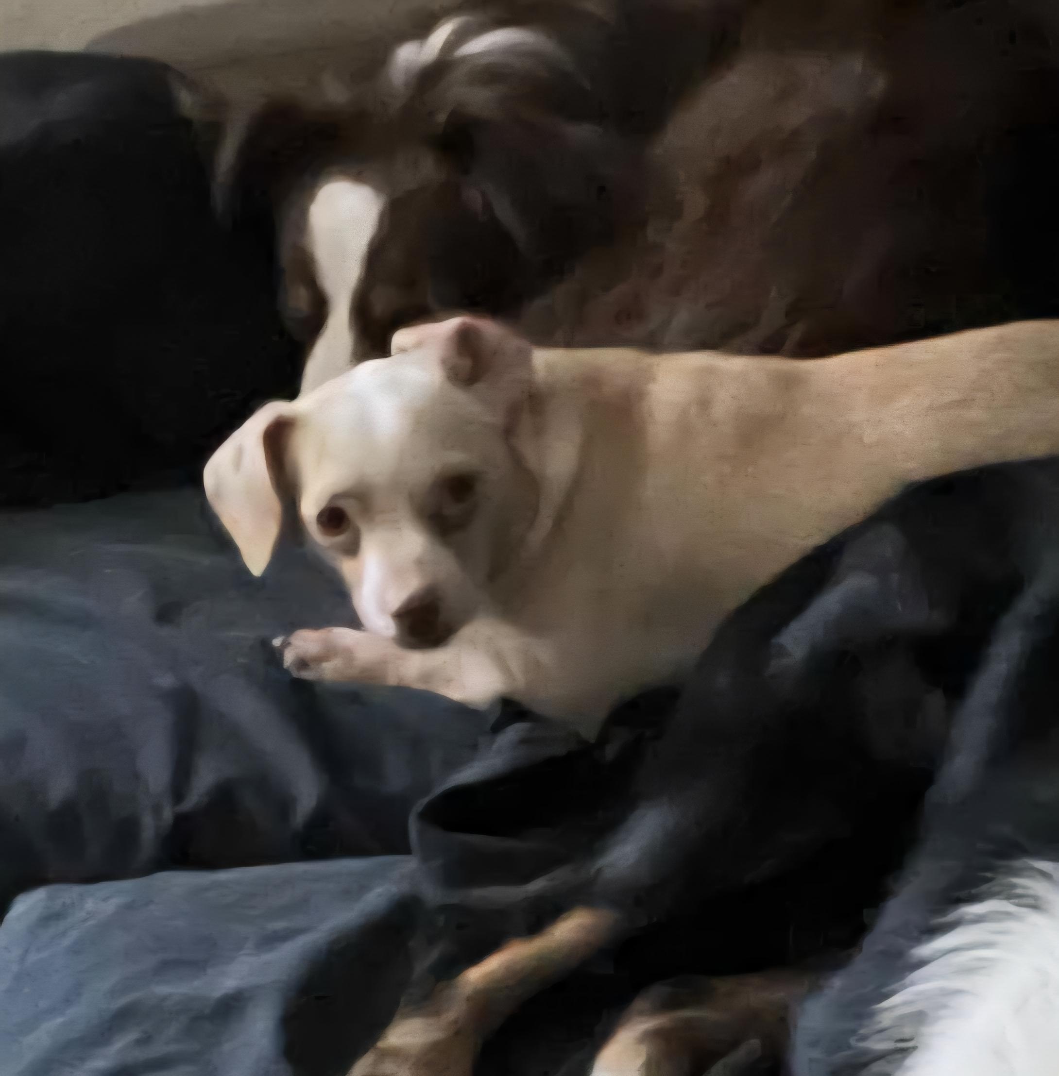 Enlarge Hermey, an adoptable mixed breed in Chubbuck, ID image 4/6