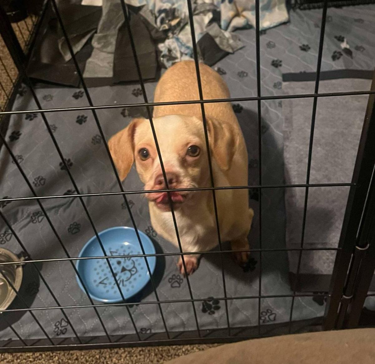 Enlarge Hermey, an adoptable mixed breed in Chubbuck, ID image 3/6