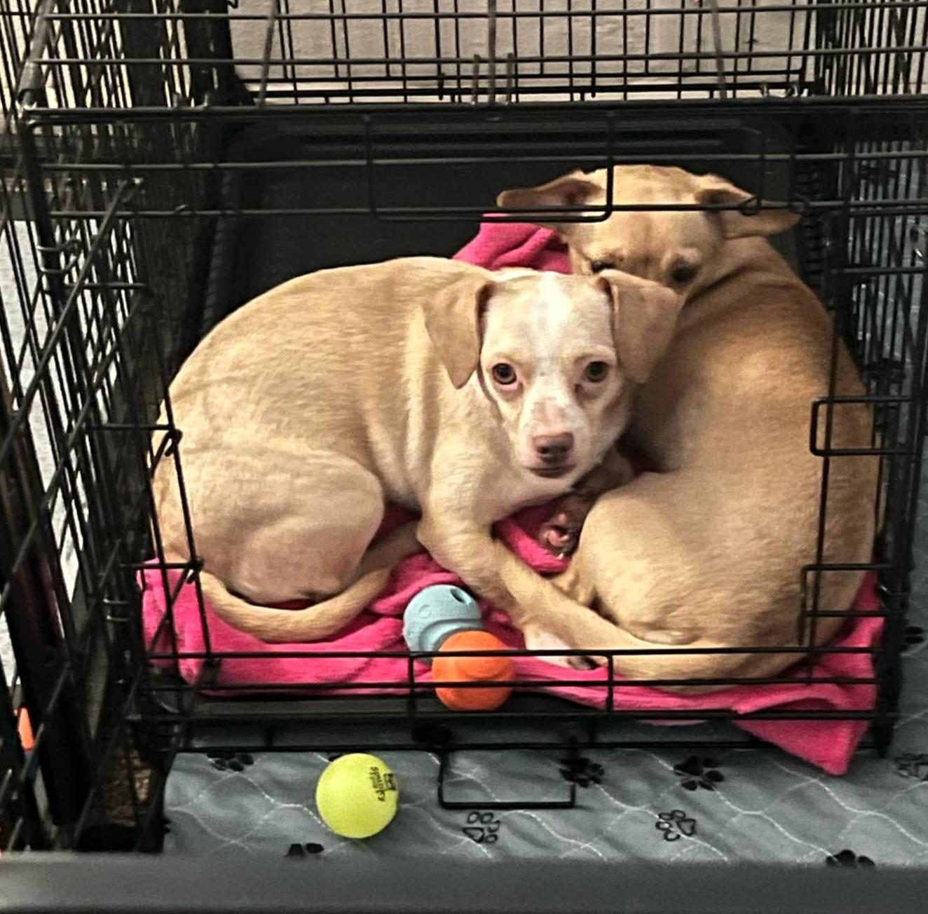 Enlarge Hermey, an adoptable mixed breed in Chubbuck, ID image 5/6
