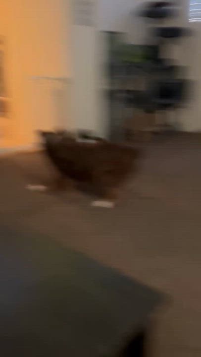 Enlarge Hermey, an adoptable mixed breed in Chubbuck, ID video 6/6