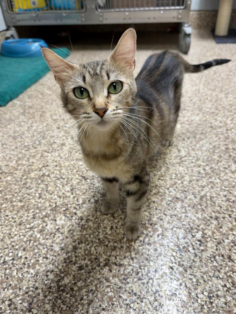 Kiwi, Adoptable, Young Female Domestic Short Hair.