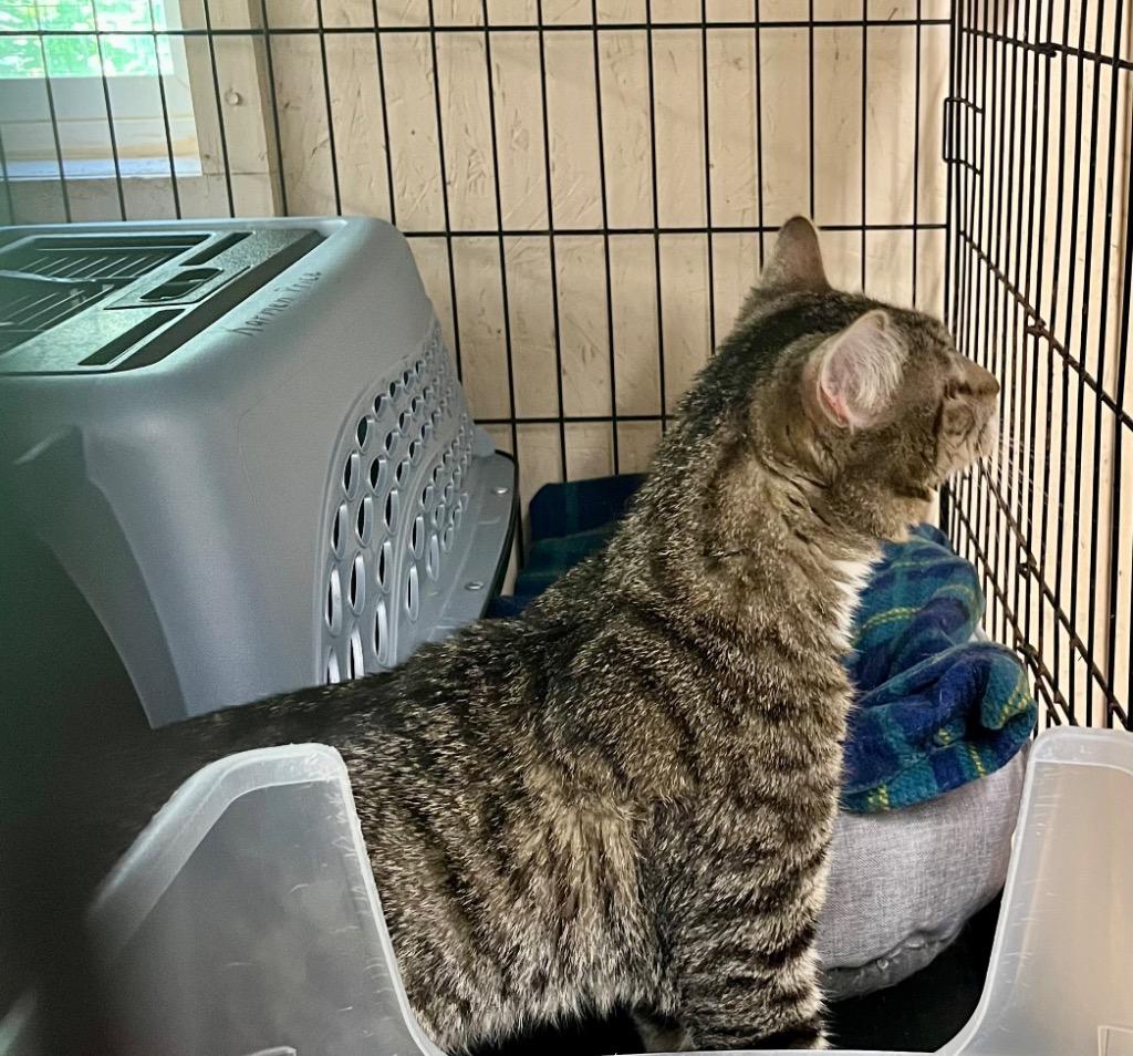 Thor, Adoptable, Young Male Domestic Short Hair.