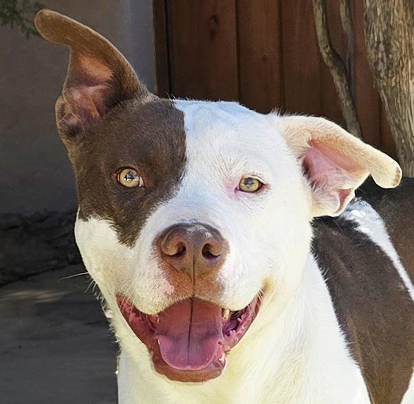 Enlarge Silly Sweet Mr Snarf ~ Sweet Gentleman !, a Adoptable mixed breed in Albuquerque, NM image 1/2