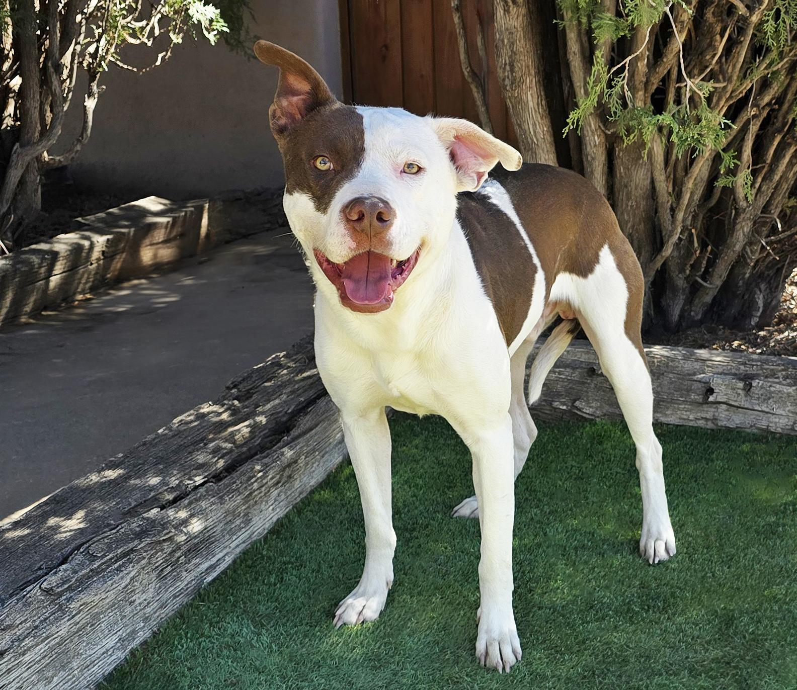 Enlarge Silly Sweet Mr Snarf ~ Sweet Gentleman !, a Adoptable mixed breed in Albuquerque, NM image 2/2